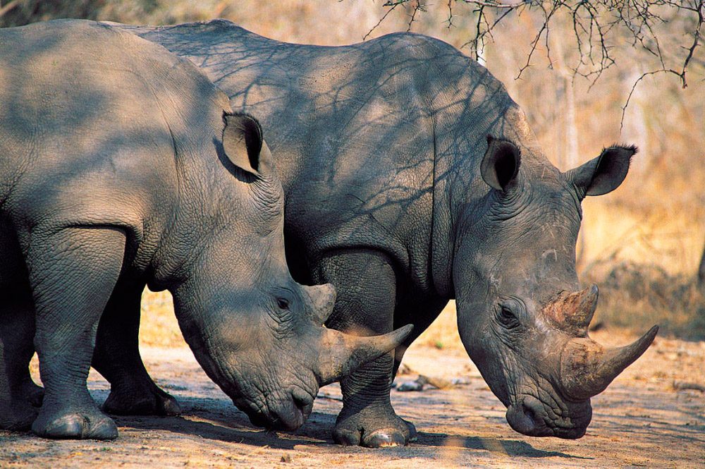 rinoceronte-negro-africano-extinto